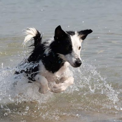 אילוף כלבים עם דרייב גבוה (3)