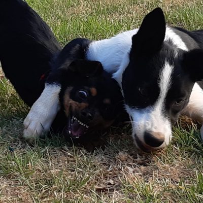 גורים מהגיהנום