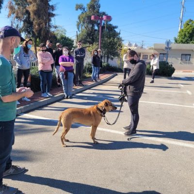 קורס מאלפים 7