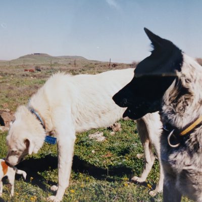 תכנית הכלב המושלם (10)